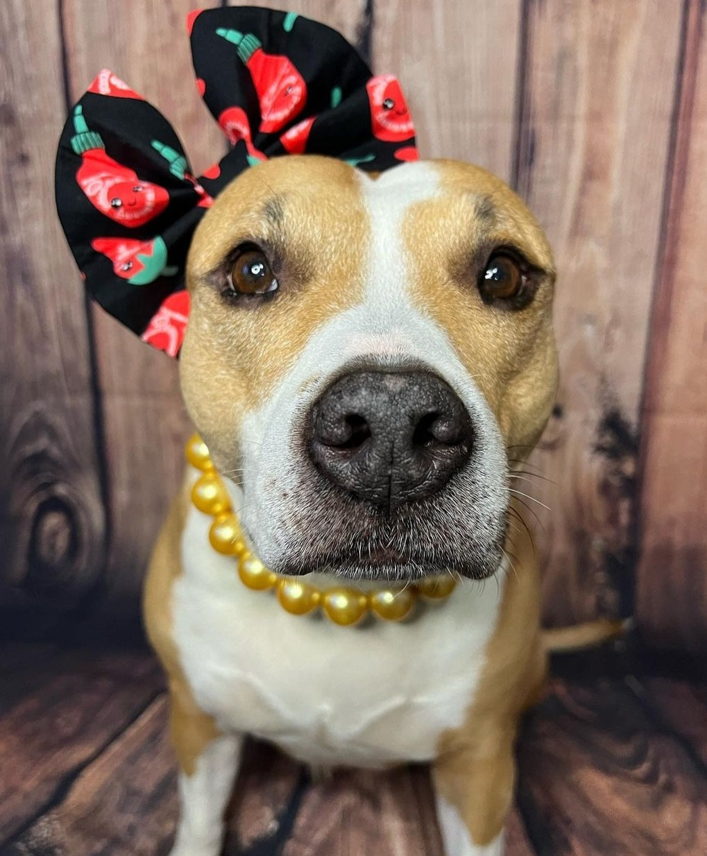 Dog collar bows for girl hotsell