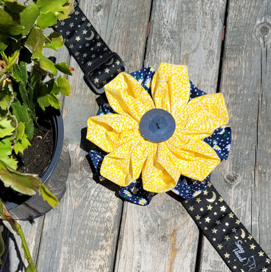 Chonky Daisies